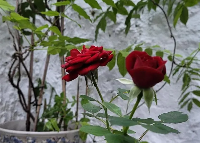 Red House By The River بورتو