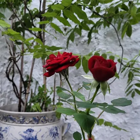 Red House By The River Oporto